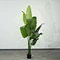 banana tree ornamental